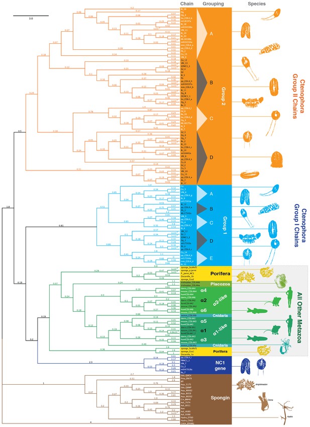 Figures and data in Collagen IV and basement membrane at the ...