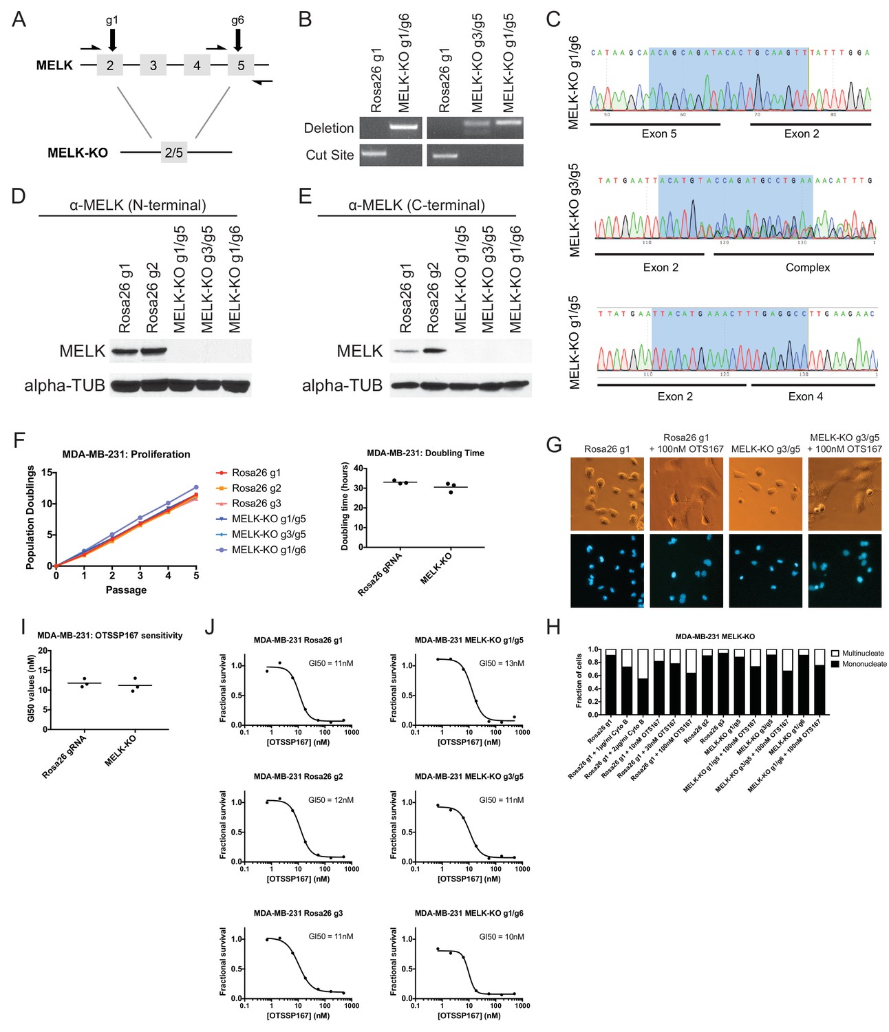 CRISPR/Cas9 mutagenesis invalidates a putative cancer