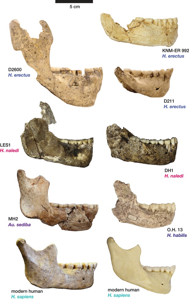 New Fossil Remains Of Homo Naledi From The Lesedi Chamber South Africa Elife