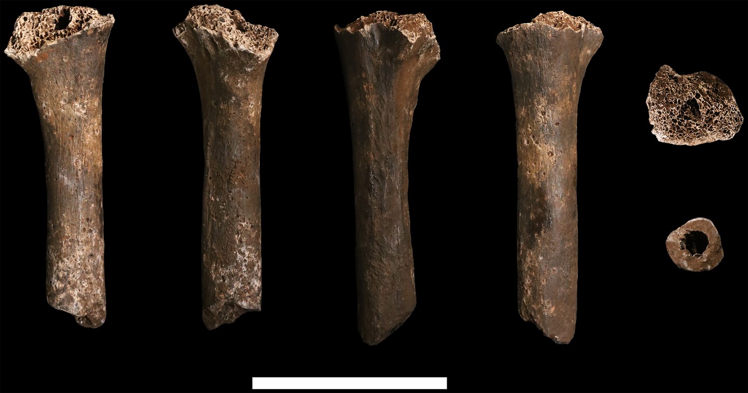 New fossil remains of Homo naledi from the Lesedi Chamber, South Africa ...