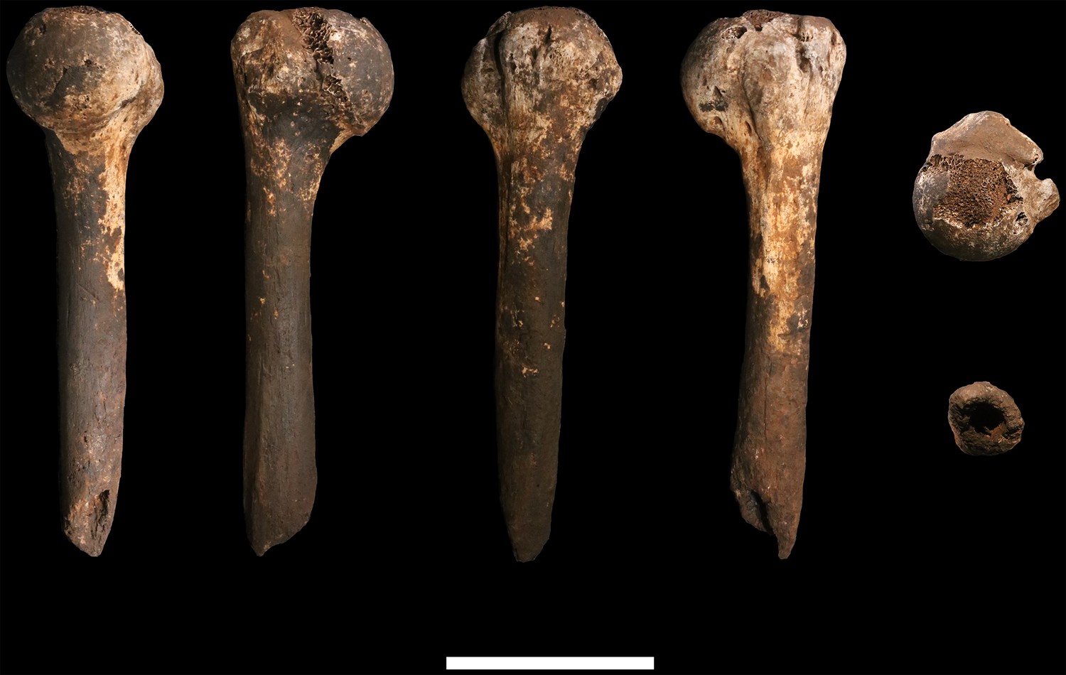 New fossil remains of Homo naledi from the Lesedi Chamber, South Africa ...