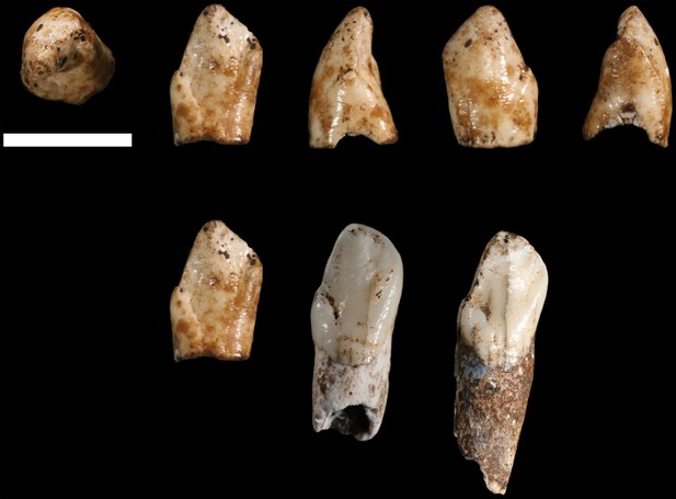 New fossil remains of Homo naledi from the Lesedi Chamber, South Africa ...