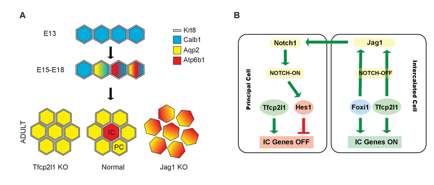 Figures and data in Transcription factor TFCP2L1 patterns cells in