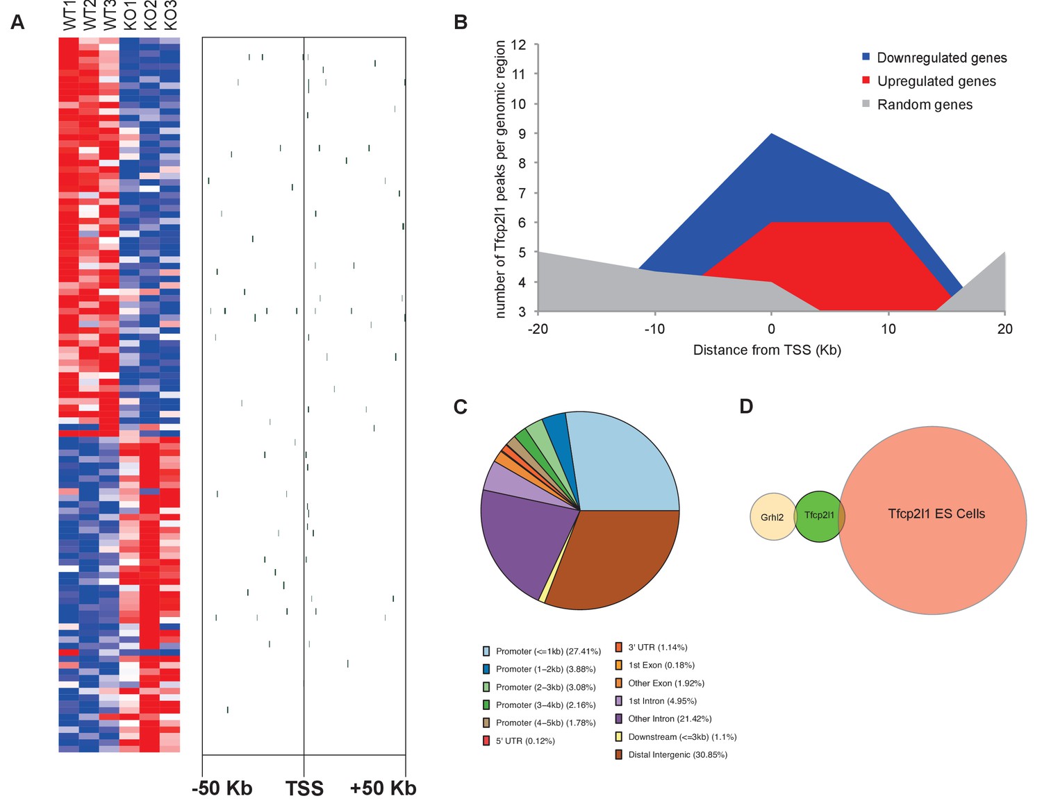 Transcription factor TFCP2L1 patterns cells in the mouse