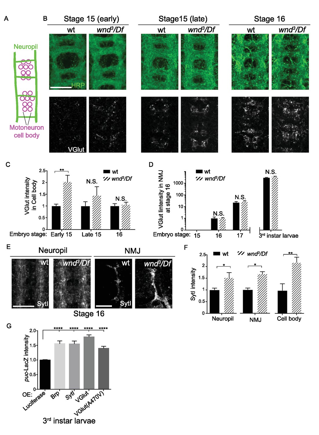 Restraint of presynaptic protein levels by Wnd/DLK signaling