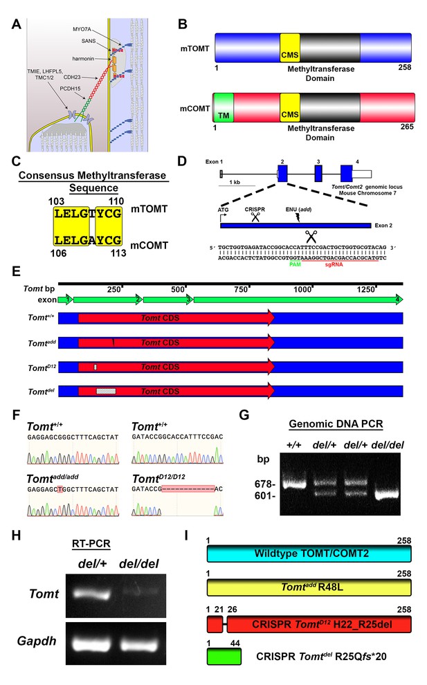 The murine catecholamine methyltransferase mTOMT is essential for ...