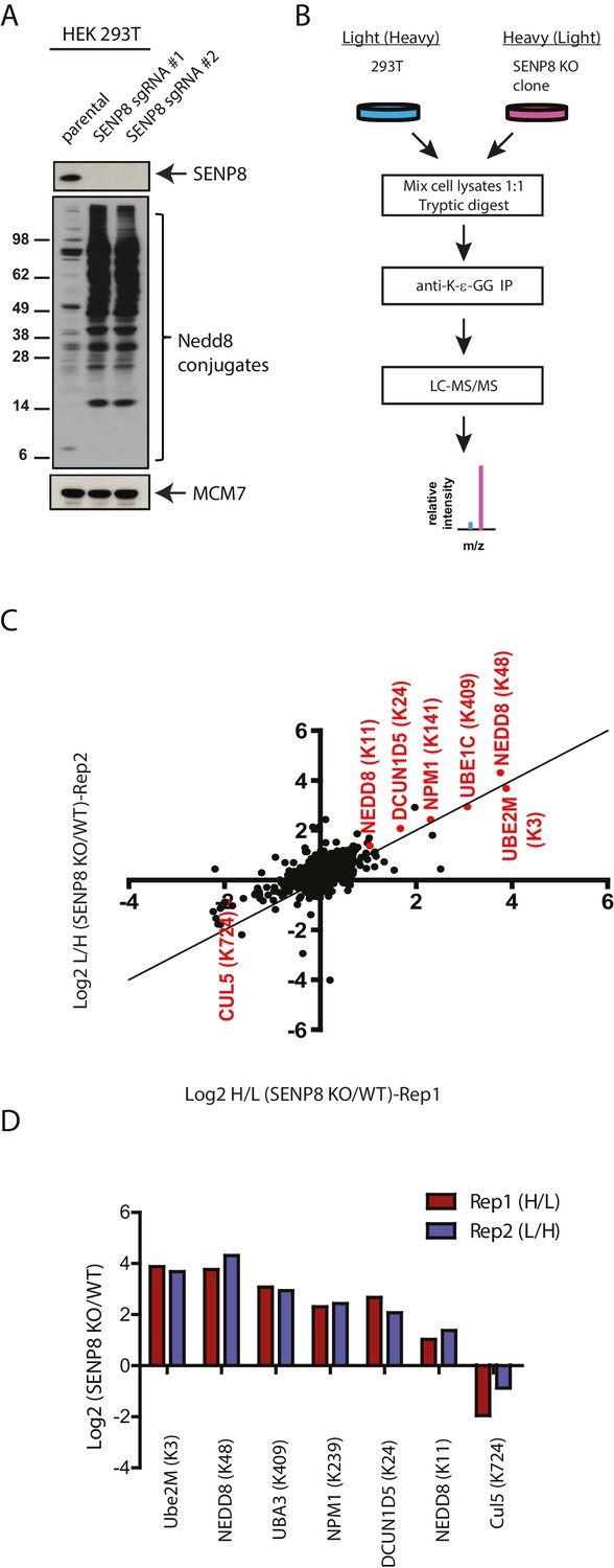 Figures And Data In SENP8 Limits Aberrant Neddylation Of NEDD8 Pathway