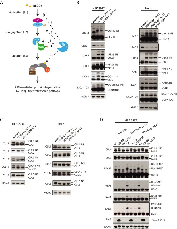 SENP8 limits aberrant neddylation of NEDD8 pathway components to ...