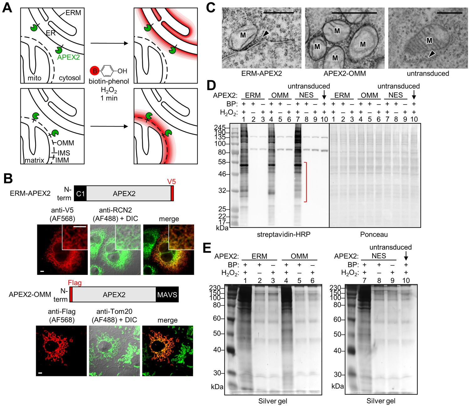 Proteomic Mapping Of Cytosol Facing Outer Mitochondrial And Er