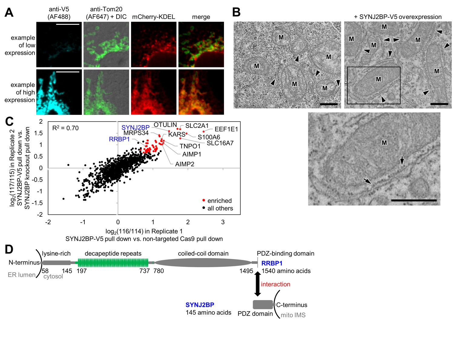 Proteomic Mapping Of Cytosol Facing Outer Mitochondrial And Er Membranes In Living Human Cells 4454