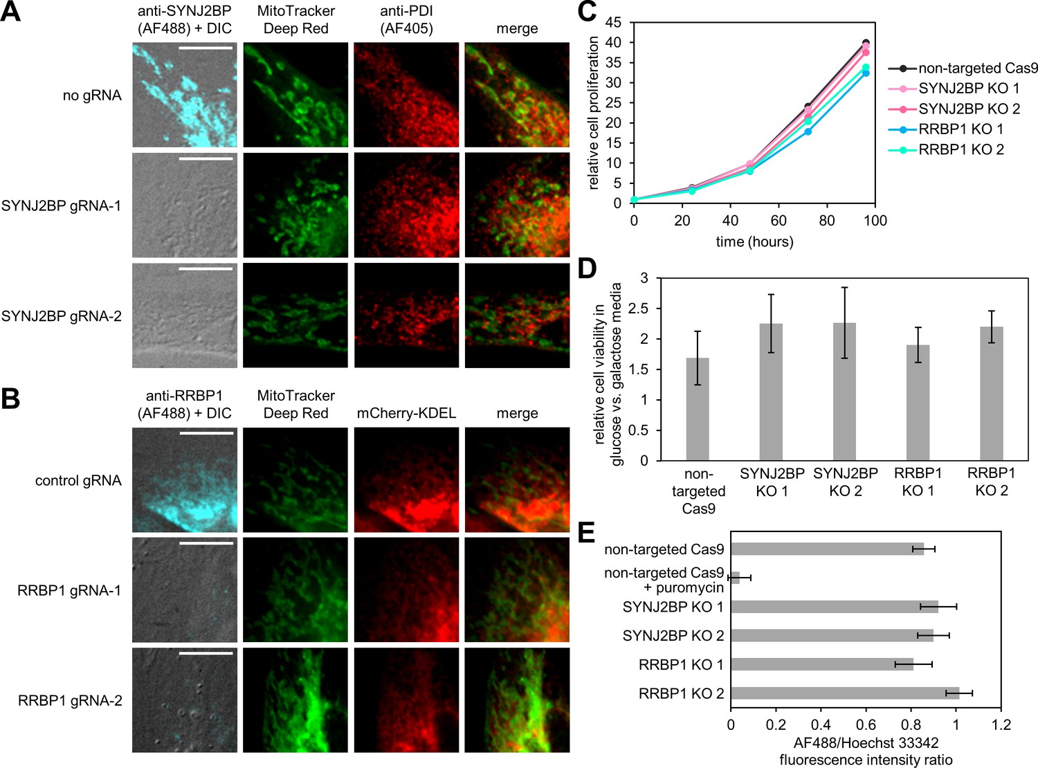 Figures And Data In Proteomic Mapping Of Cytosol Facing Outer Mitochondrial And Er Membranes In 4074