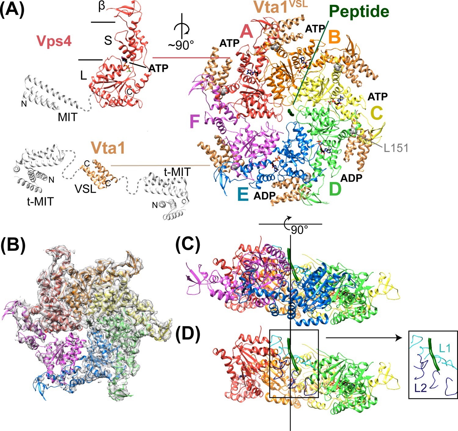 Structural Basis Of Protein Translocation By The Vps4-Vta1 AAA ATPase ...