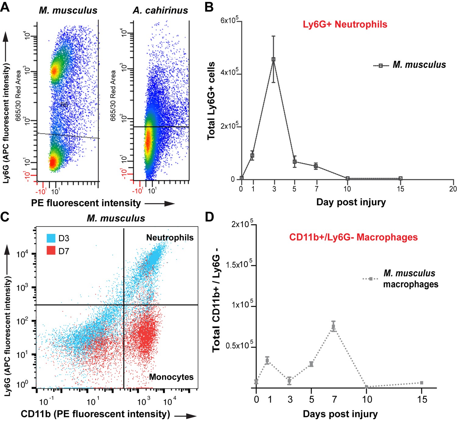 Figures and data in Macrophages are necessary for epimorphic ...