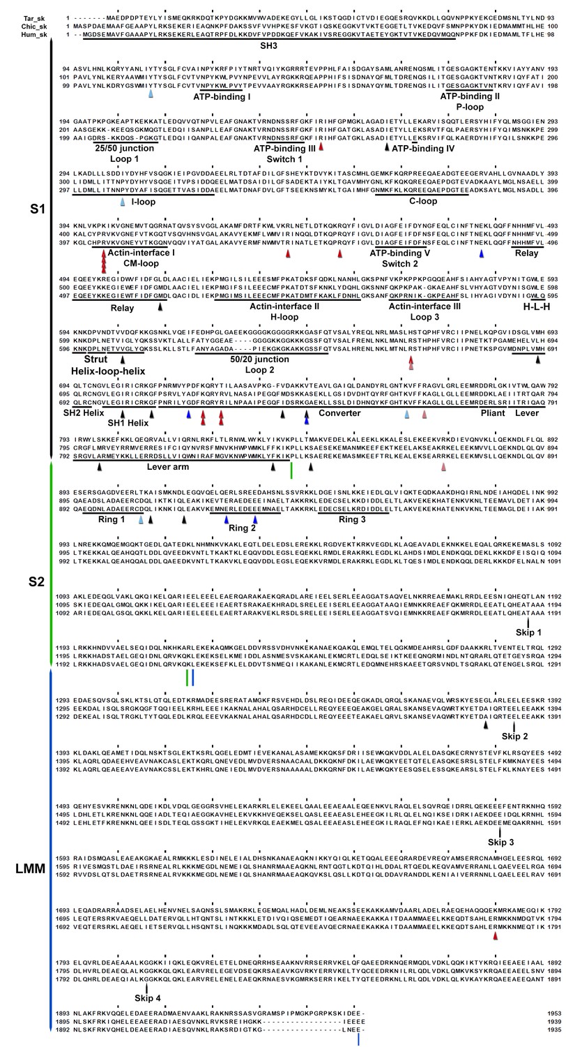 Figures and data in Effects of myosin variants on interacting-heads ...