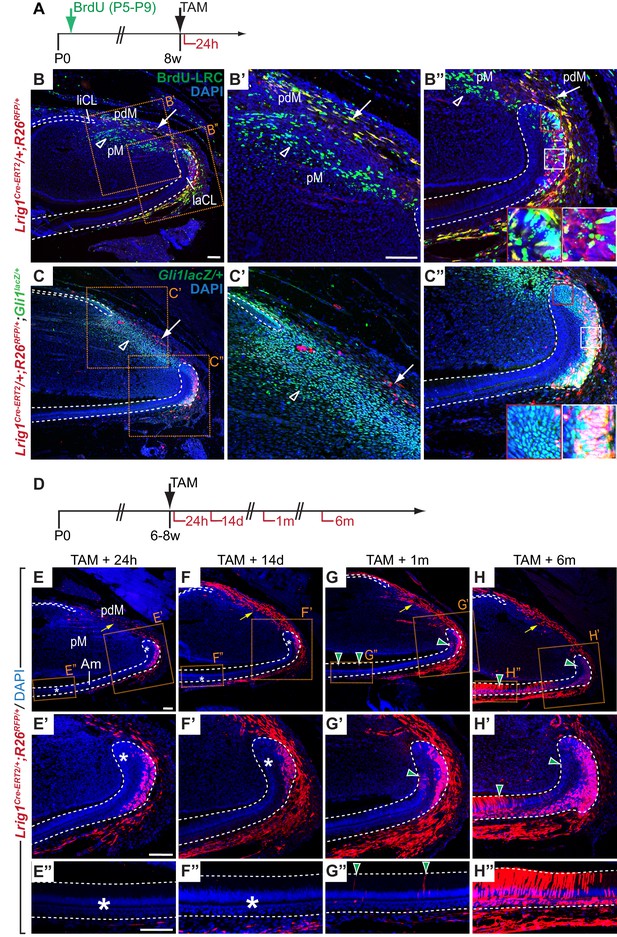 Figures and data in Resolving stem and progenitor cells in the adult mouse incisor through gene ...