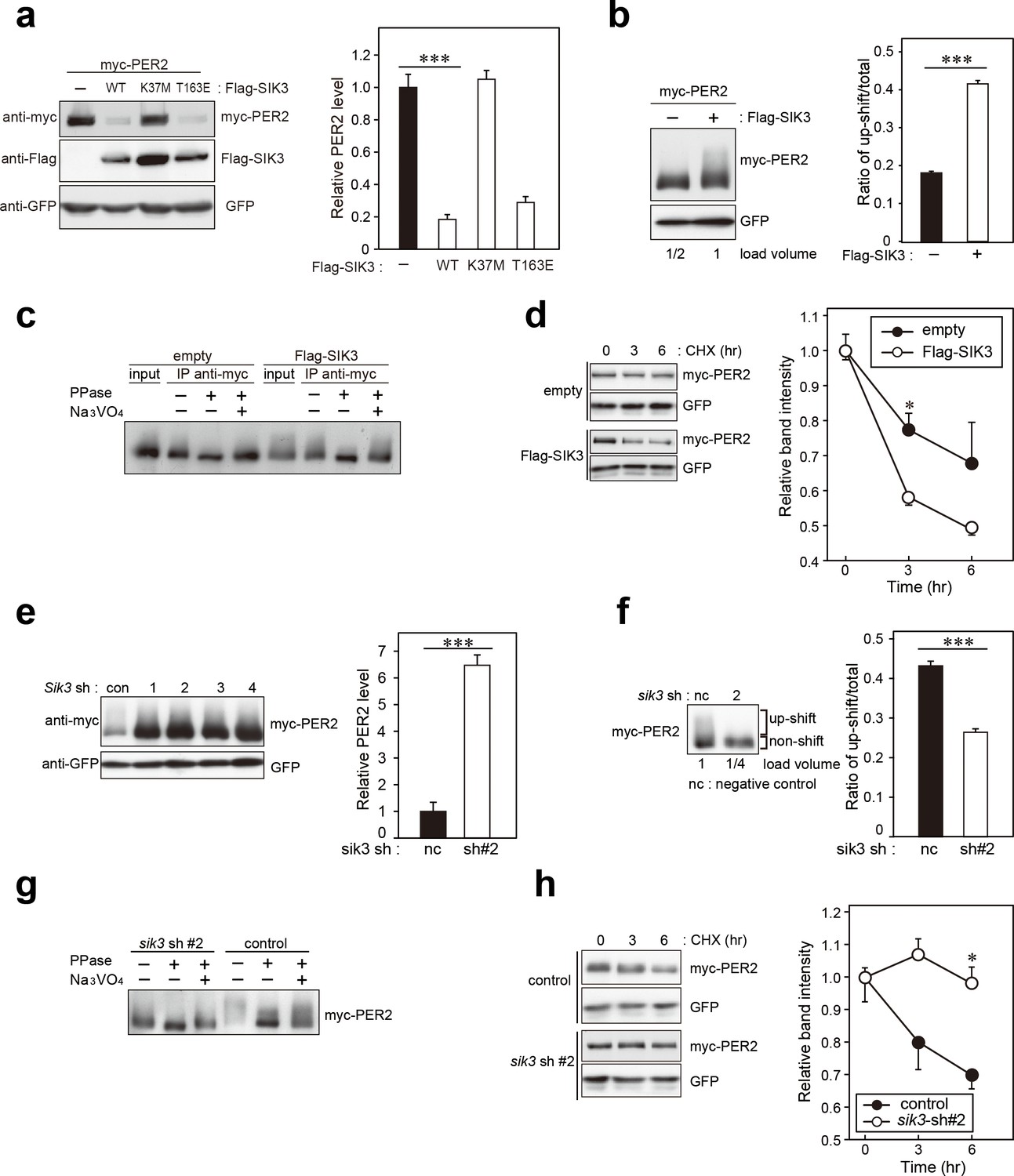 Figures and data in Salt-inducible kinase 3 regulates the mammalian ...