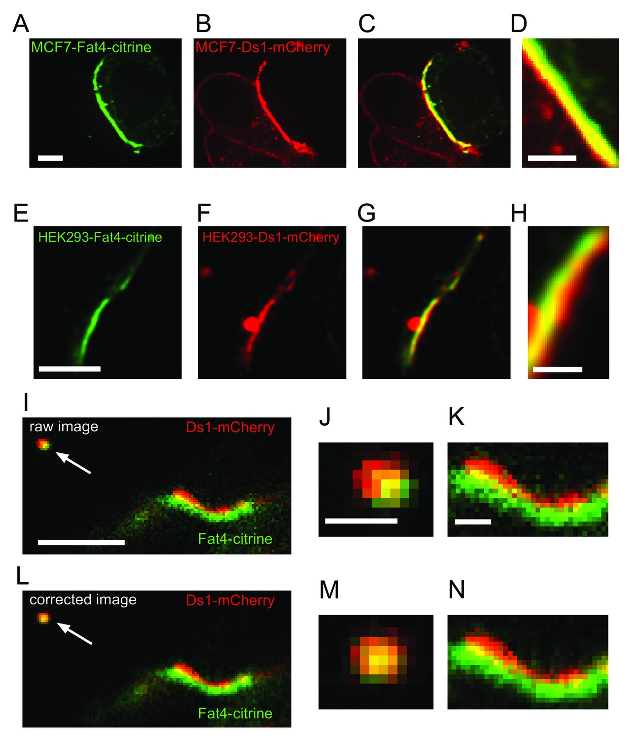 Figures and data in A synthetic planar cell polarity system reveals ...