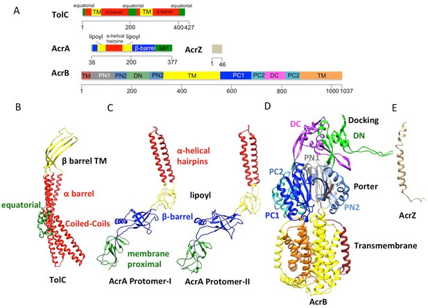 Figures And Data In An Allosteric Transport Mechanism For The AcrAB ...