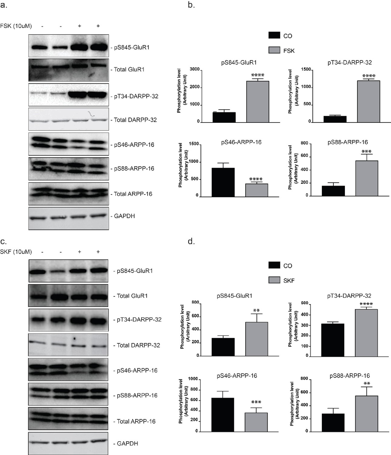 Figures And Data In Reciprocal Regulation Of Arpp By Pka And Mast