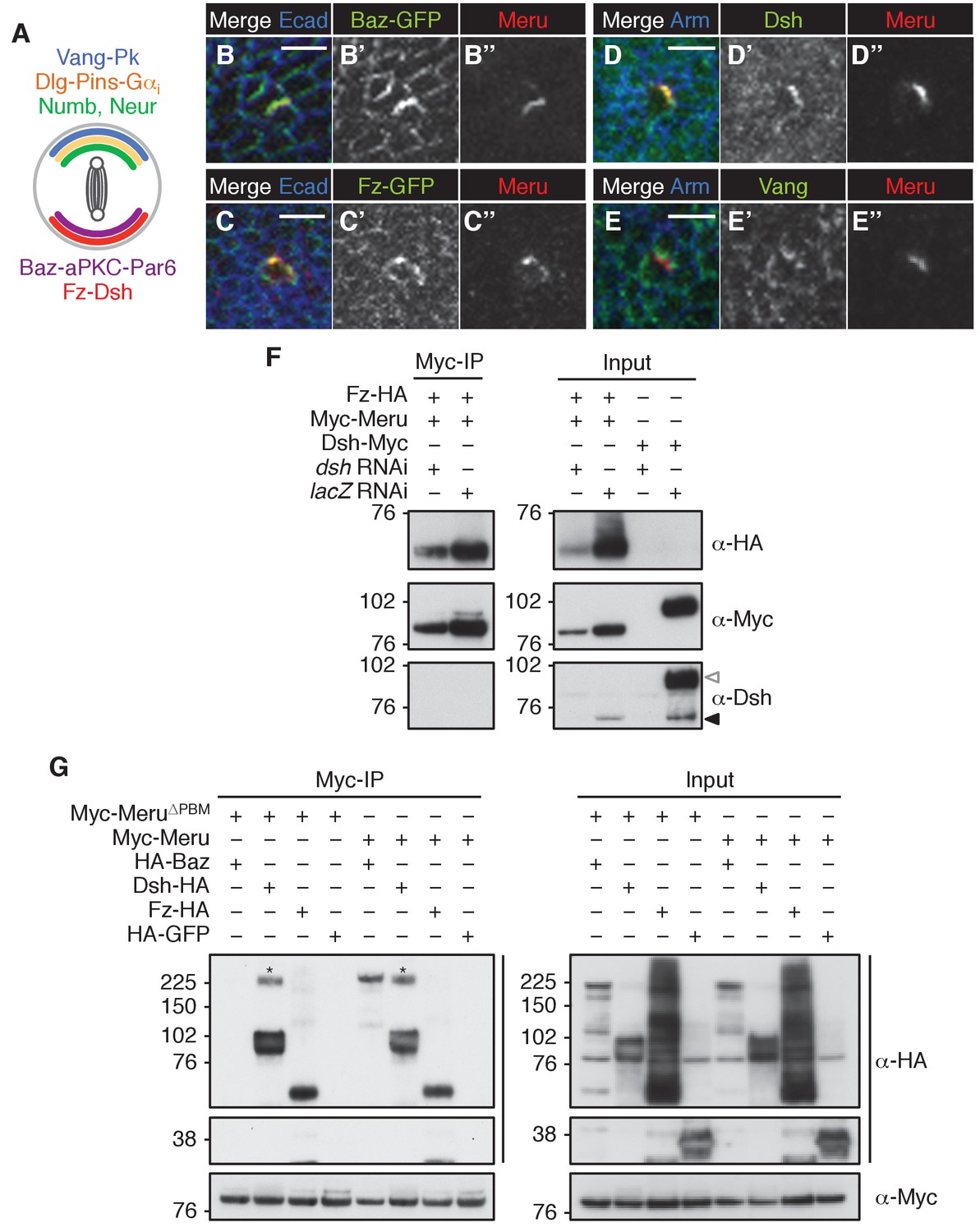 Figures And Data In Meru Couples Planar Cell Polarity With Apical Basal