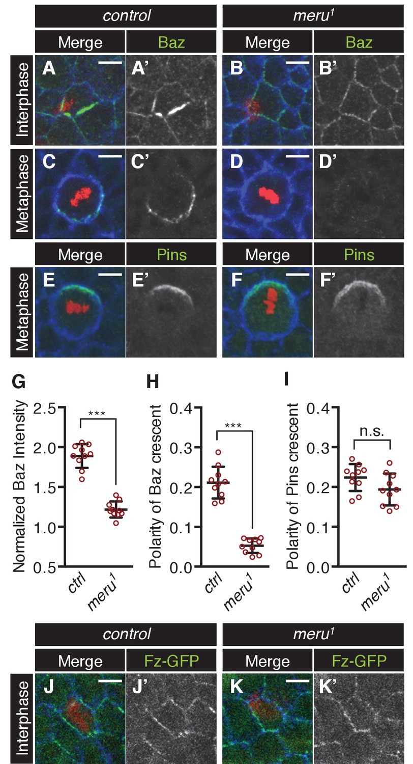 Meru Couples Planar Cell Polarity With Apical Basal Polarity During