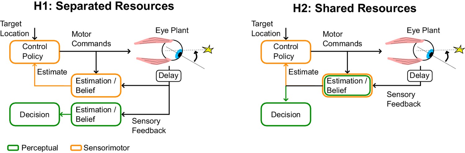 Figures and data in Saccadic suppression as a perceptual consequence of ...