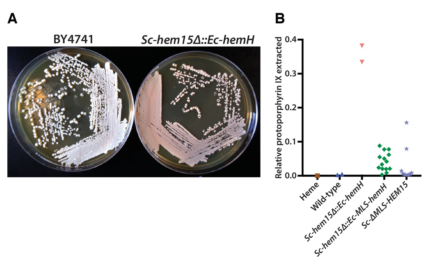 Systematic Bacterialization Of Yeast Genes Identifies A Near