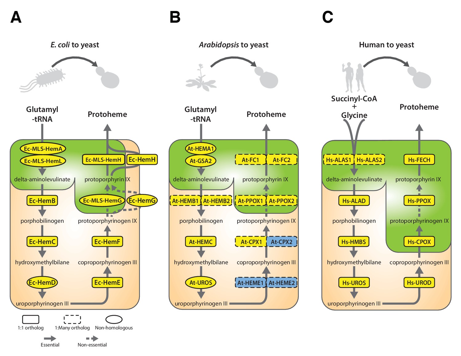 Figures And Data In Systematic Bacterialization Of Yeast Genes ...