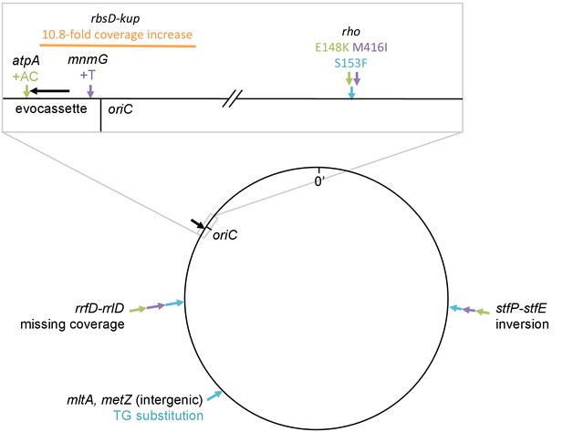 Figures and data in Complex chromosomal neighborhood effects determine ...