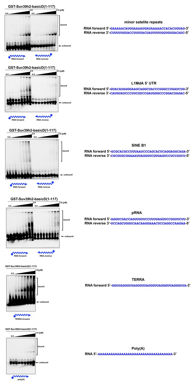 Figures And Data In Major Satellite Repeat Rna Stabilize