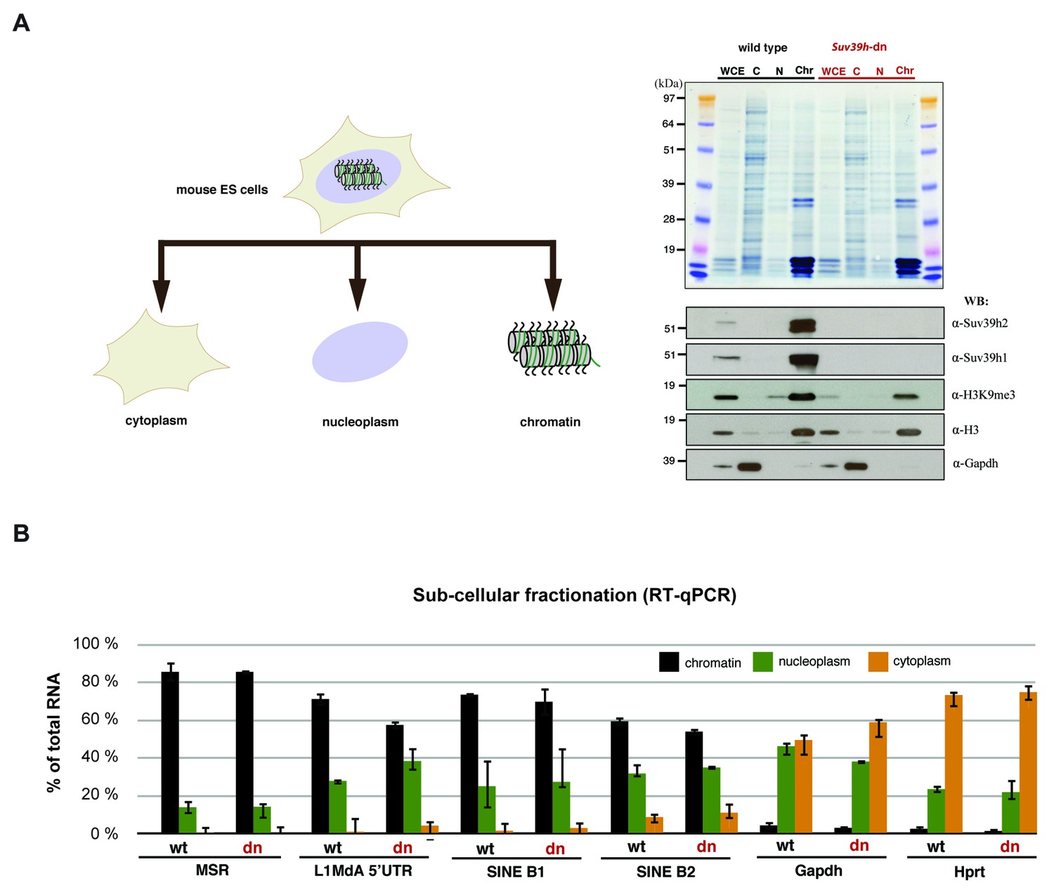 Figures And Data In Major Satellite Repeat Rna Stabilize