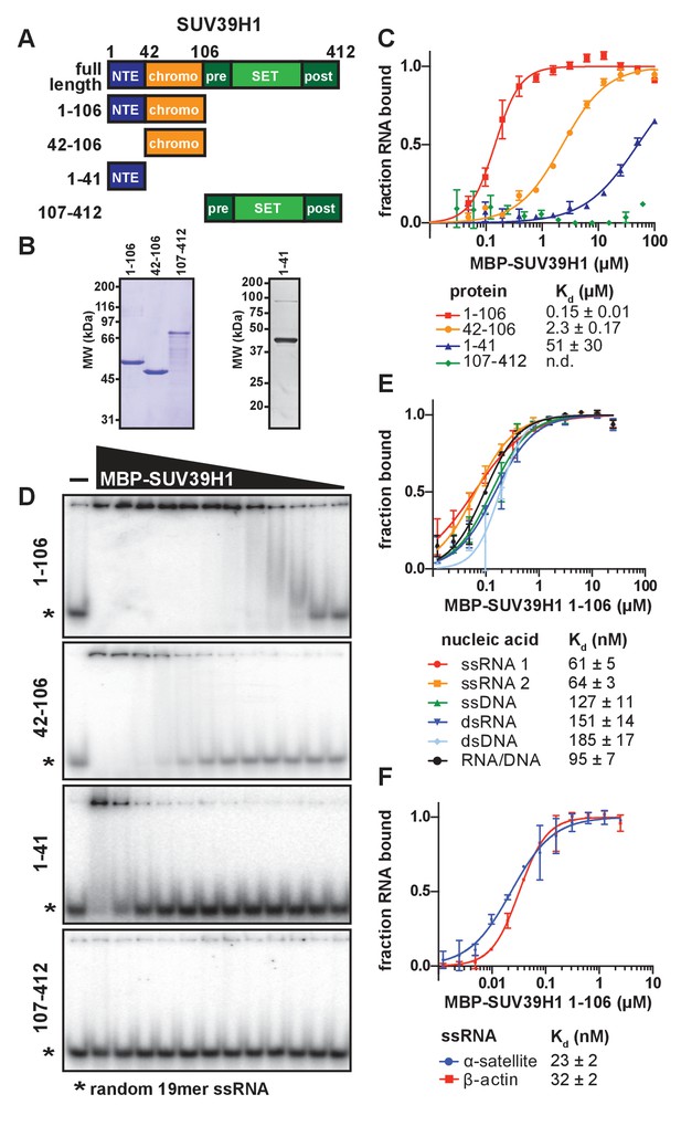 Rna Dependent Stabilization Of Suv H At Constitutive Heterochromatin