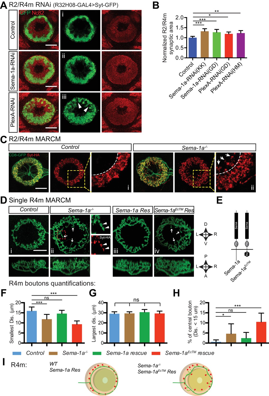 DREAM DOLPHIN 光合成 photosynthesis Drosulfakinin signaling encodes early-life memory for