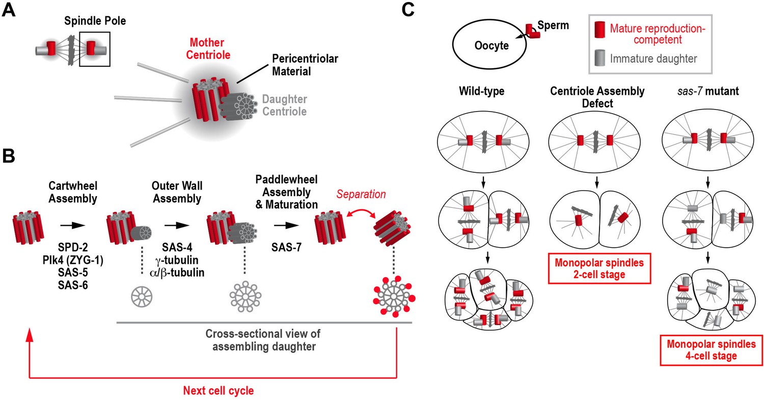 Cell Division: How Centrioles Acquire The Ability To Reproduce | ELife