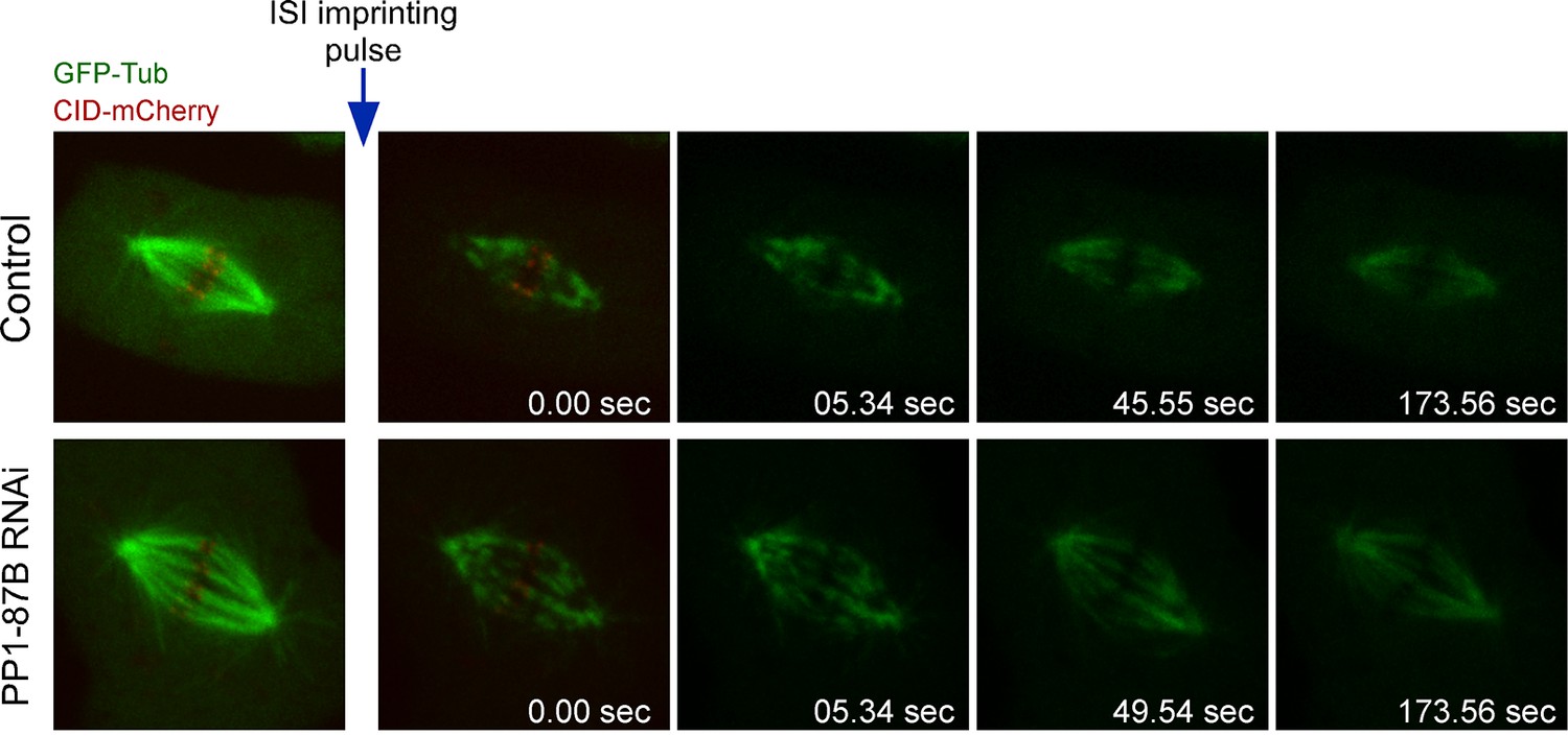 Figures and data in Protein Phosphatase 1 inactivates Mps1 to ensure