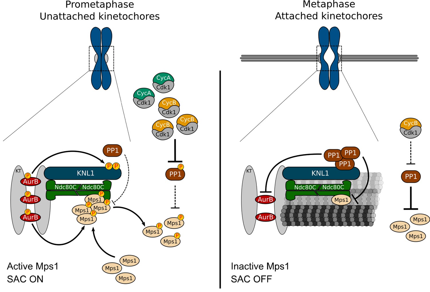 Figures and data in Protein Phosphatase 1 inactivates Mps1 to