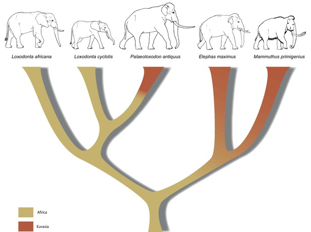 Palaeogenomes of Eurasian straight-tusked elephants challenge the ...