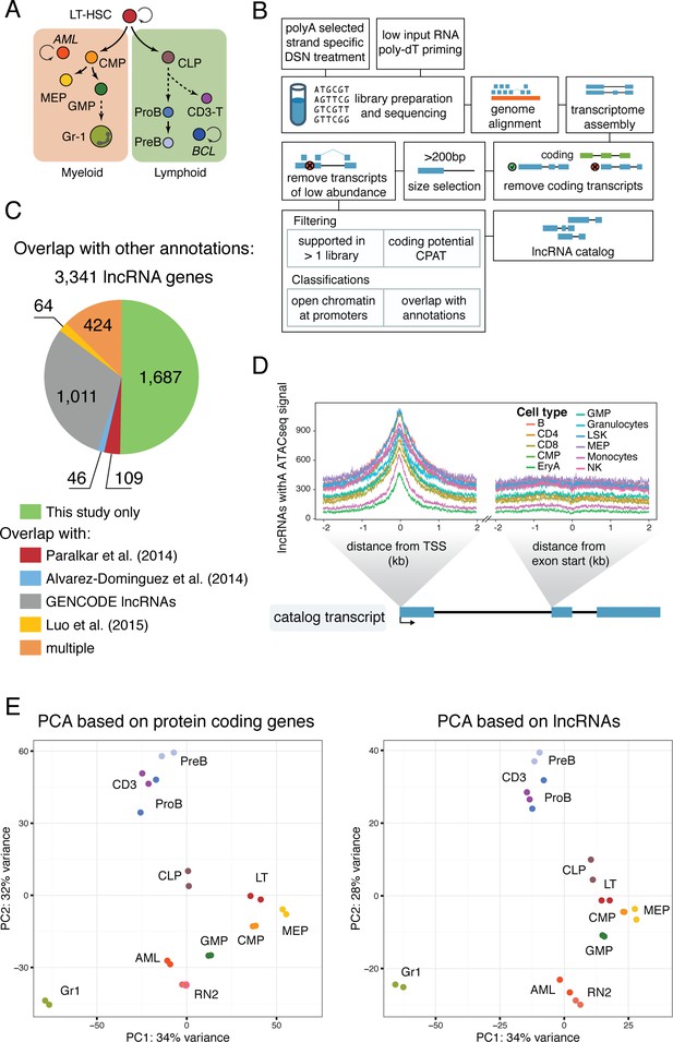 lncRNA requirements for mouse acute myeloid leukemia and normal ...