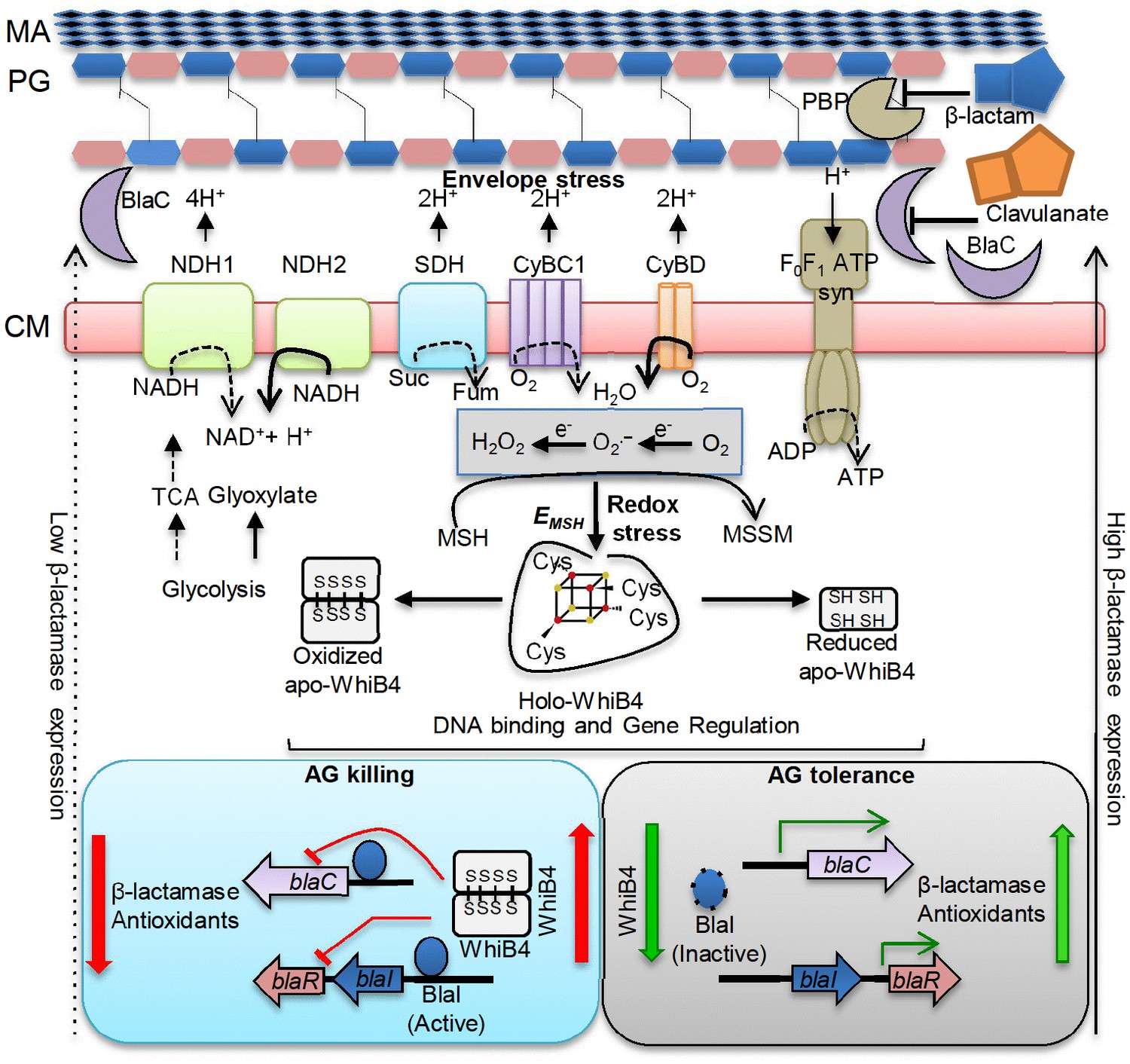 Figures and data in Efficacy of β-lactam/β-lactamase inhibitor ...