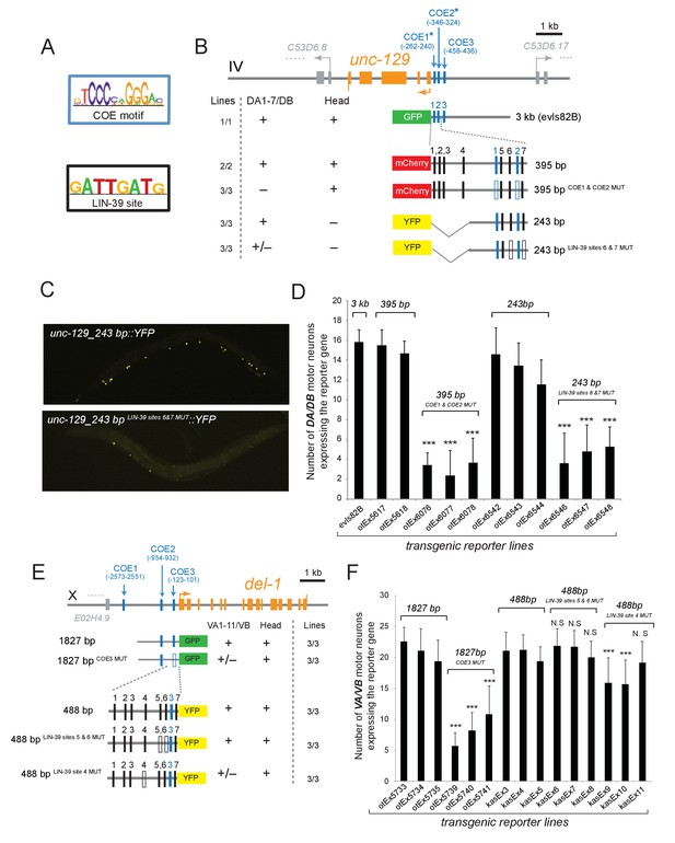 An Intersectional Gene Regulatory Strategy Defines Subclass Diversity 