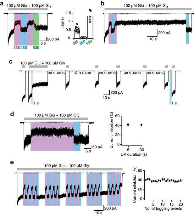 Optocontrol of glutamate receptor activity by single side-chain ...