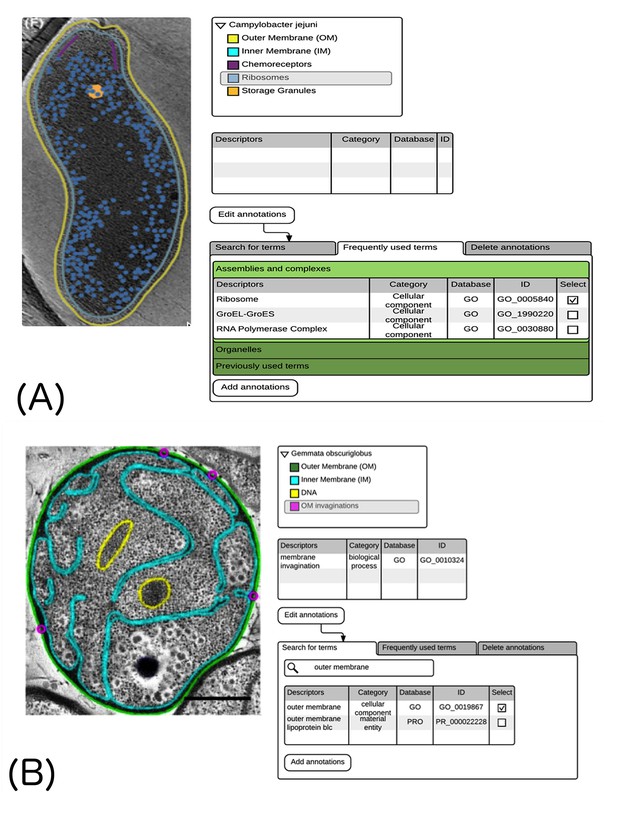 Figures And Data In Cutting Edge: Building Bridges Between Cellular And ...