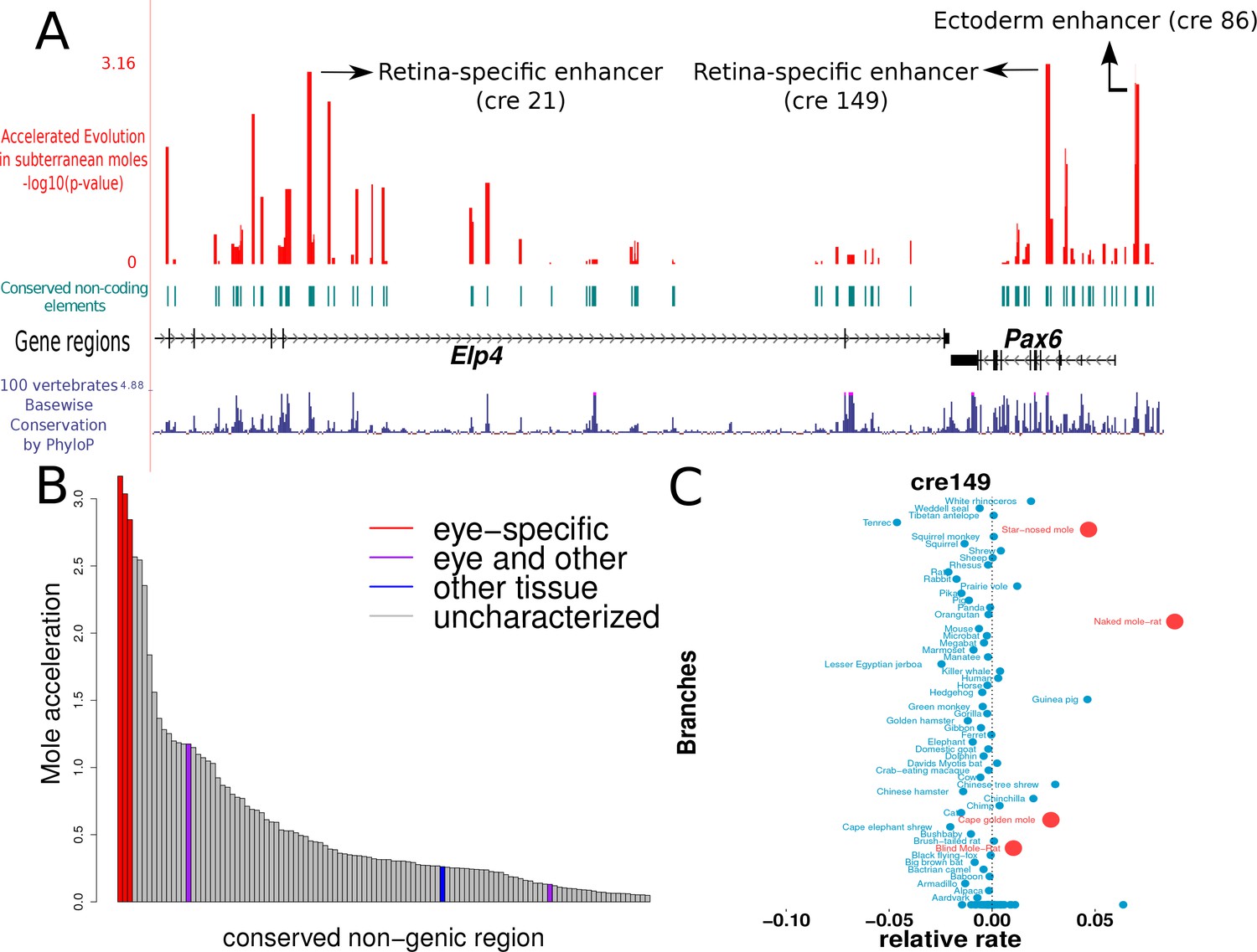 Subterranean mammals show convergent regression in ocular Subterranean mammals show convergent regression in ocular