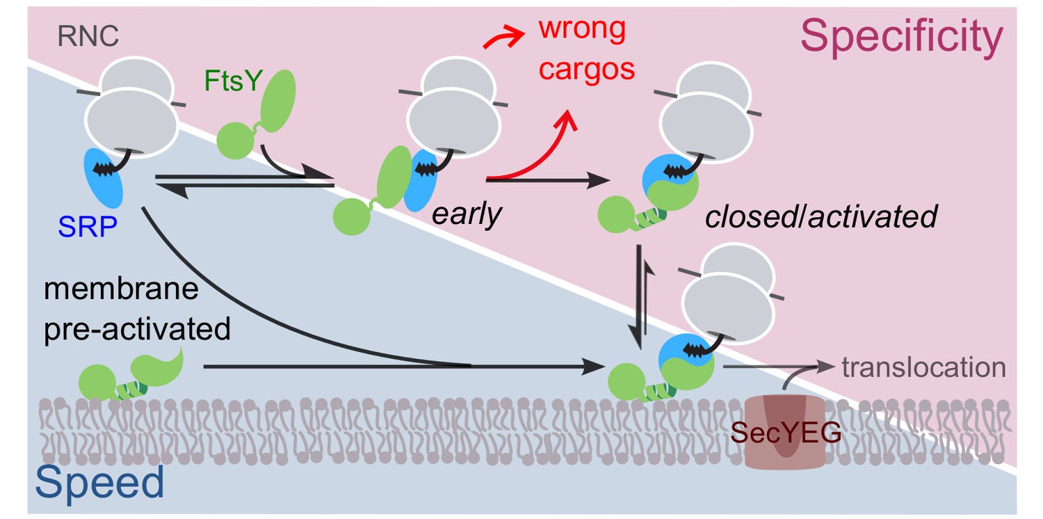 Figures And Data In Two Step Membrane Binding By The Bacterial SRP