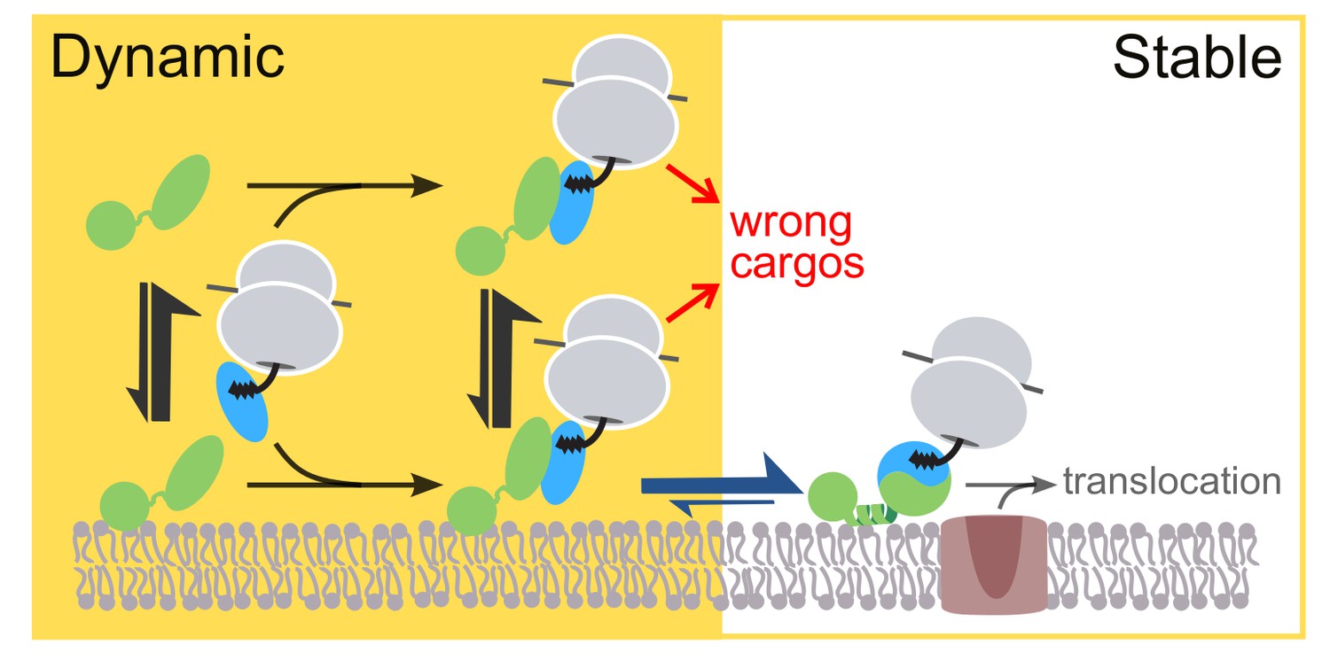 Figures And Data In Two Step Membrane Binding By The Bacterial Srp