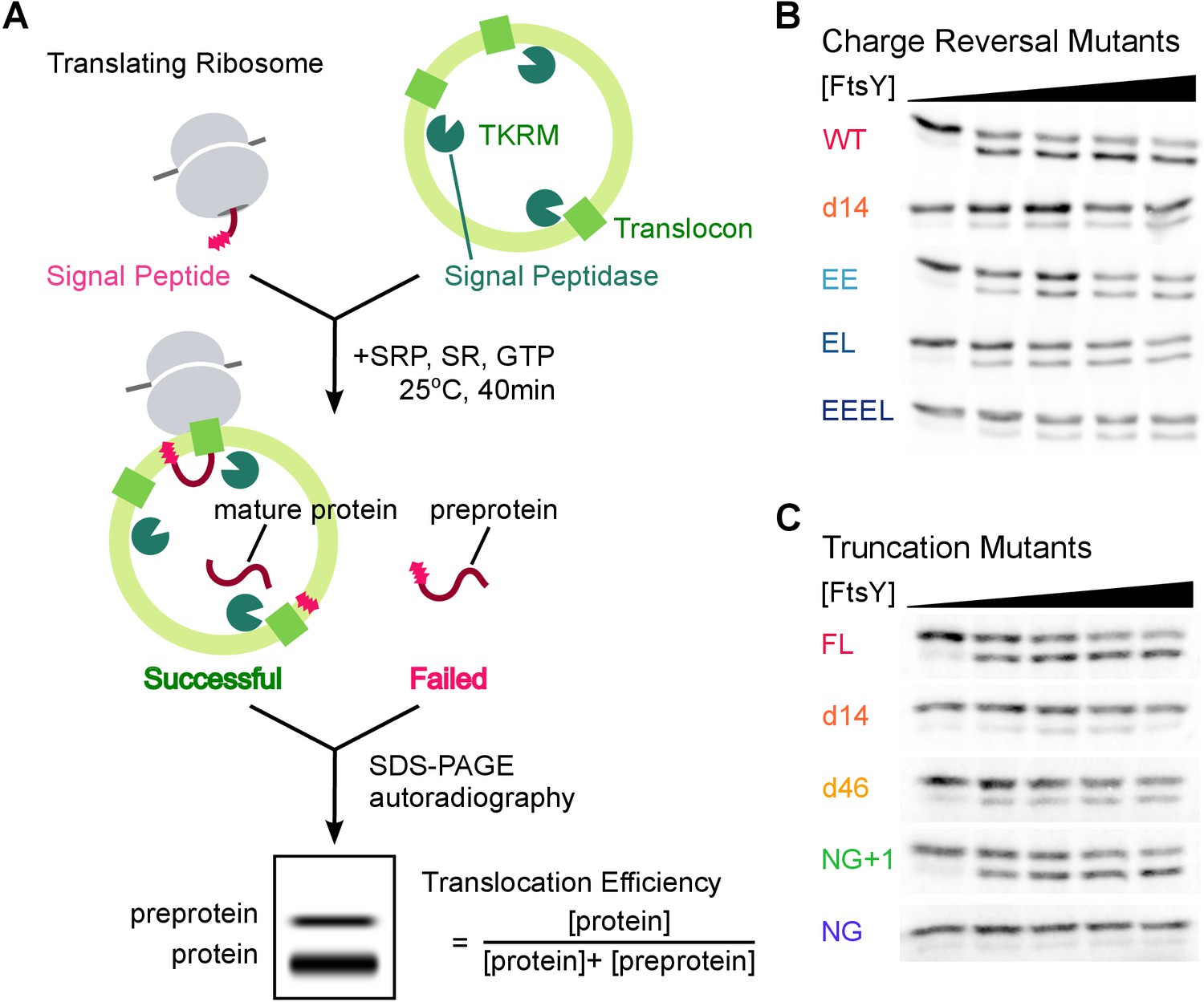 Figures And Data In Two-step Membrane Binding By The Bacterial SRP ...