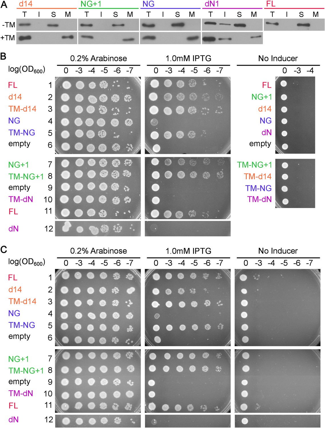 Figures And Data In Two-step Membrane Binding By The Bacterial SRP ...