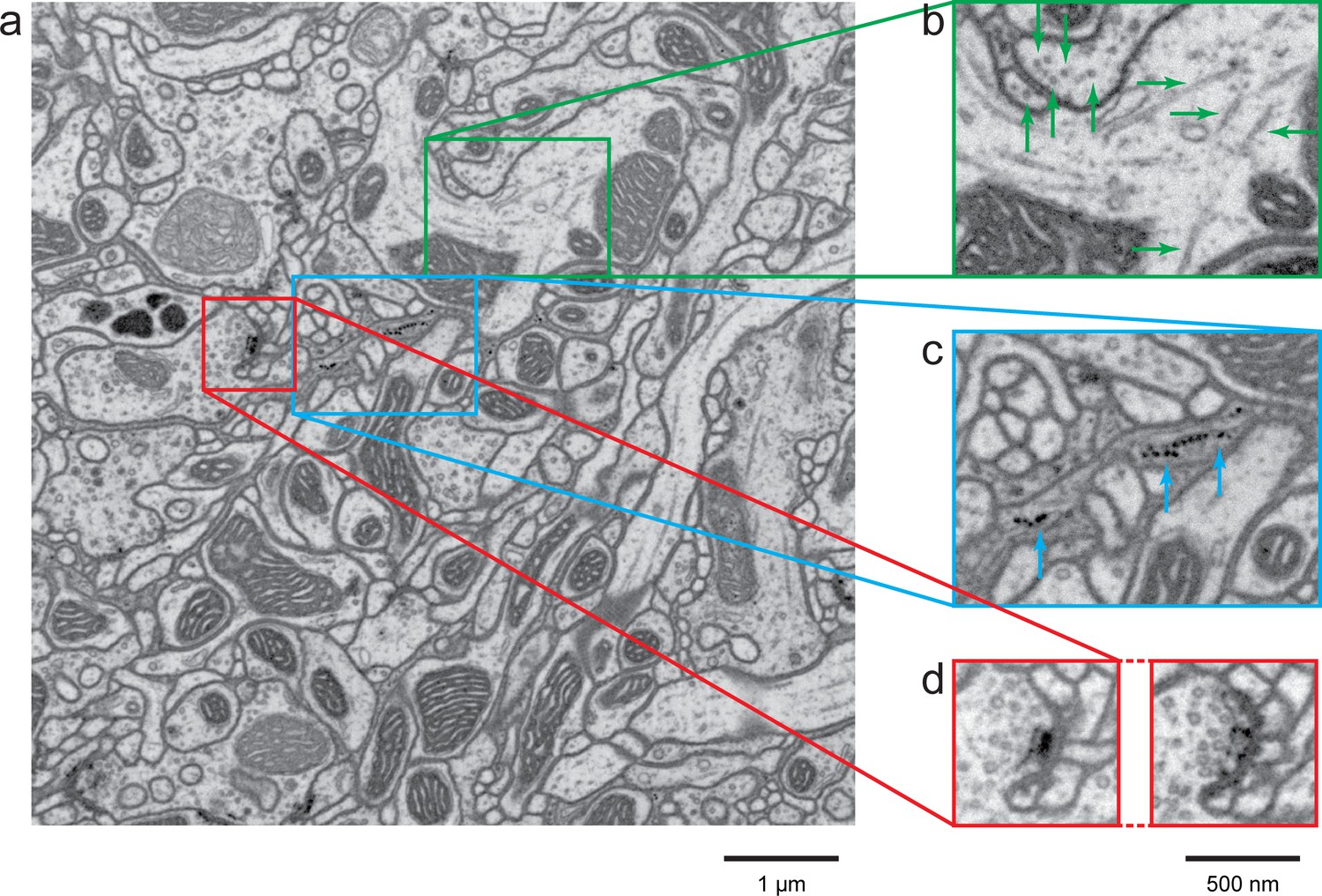 Figures And Data In Enhanced FIB-SEM Systems For Large-volume 3D ...