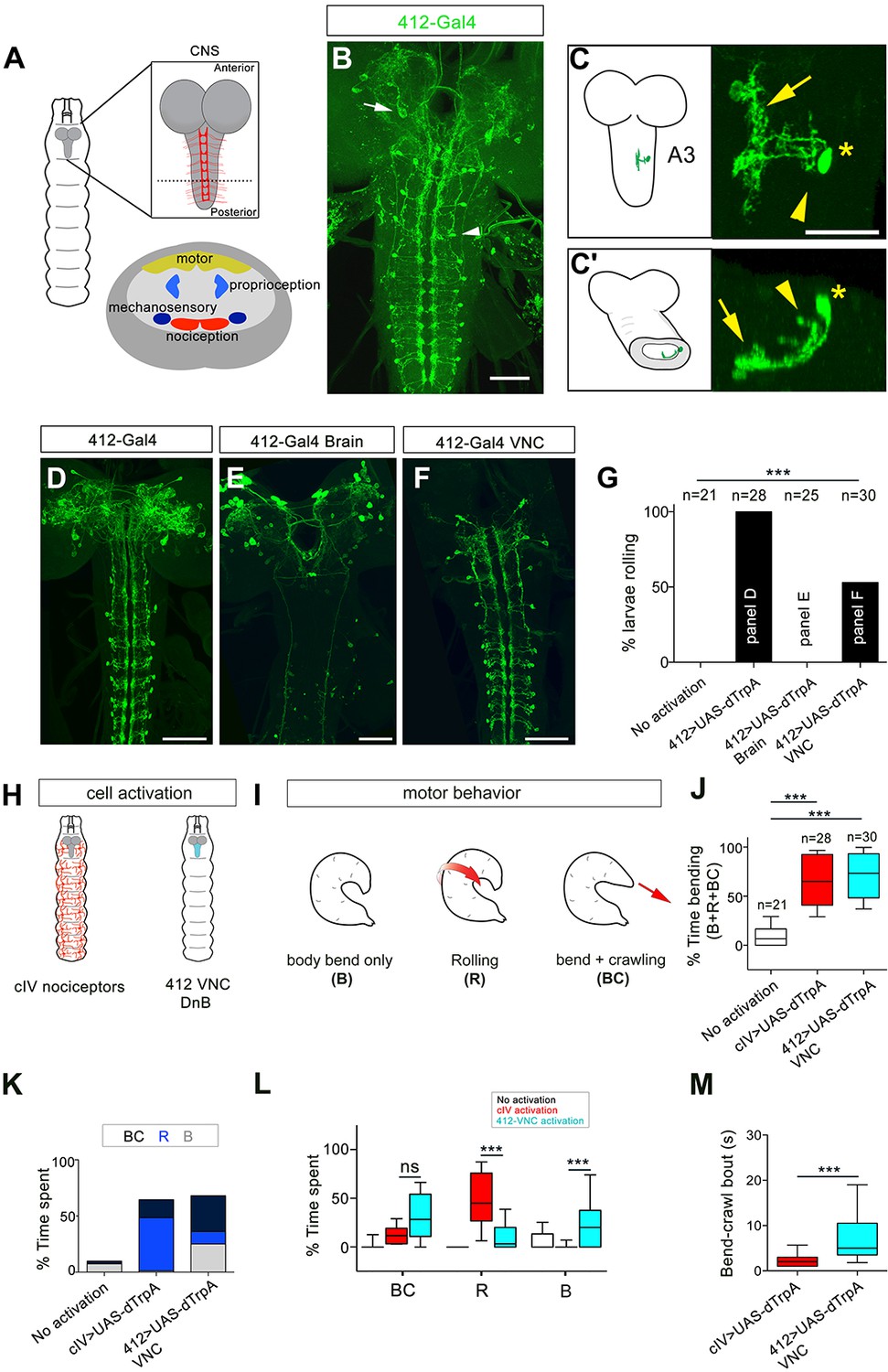 Figures And Data In Nociceptive Interneurons Control Modular Motor ...