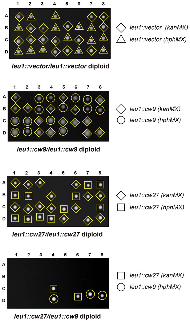 Figures and data in A large gene family in fission yeast encodes spore ...